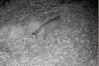 Felis silvestris