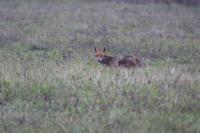 Vulpes vulpes