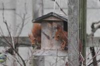 Sciurus vulgaris