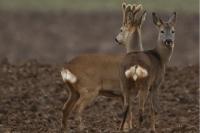 Capreolus capreolus