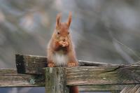 Sciurus vulgaris