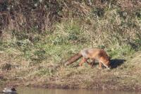Vulpes vulpes