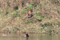 Vulpes vulpes