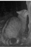 Felis silvestris