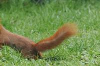 Sciurus vulgaris