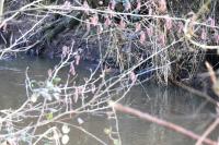 Myocastor coypus