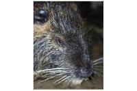 Myocastor coypus