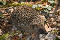 Erinaceus europaeus