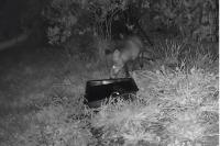 Vulpes vulpes