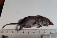 Sorex araneus