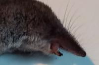 Sorex araneus