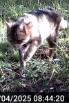 Felis silvestris