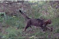 Felis silvestris