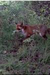 Vulpes vulpes
