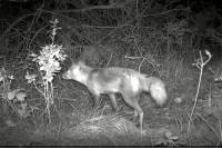 Vulpes vulpes