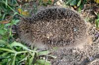 Erinaceus europaeus