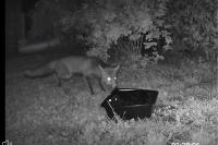 Vulpes vulpes