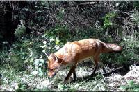 Vulpes vulpes