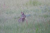 Oryctolagus cuniculus
