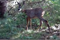 Capreolus capreolus