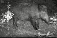 Sus scrofa