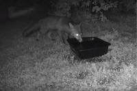 Vulpes vulpes