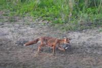 Vulpes vulpes