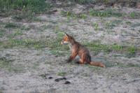 Vulpes vulpes