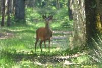 Cervus elaphus