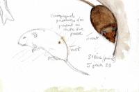 Microtus arvalis