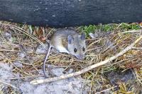 Apodemus sylvaticus