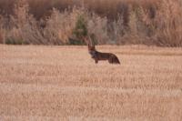 Vulpes vulpes