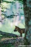 Vulpes vulpes