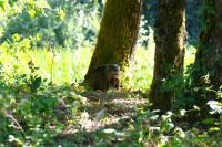 Myocastor coypus