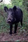 Sus scrofa