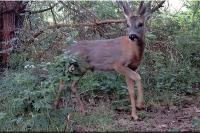 Capreolus capreolus