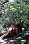 Vulpes vulpes