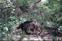 Felis silvestris
