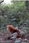 Vulpes vulpes