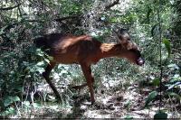 Capreolus capreolus