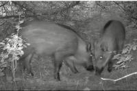 Sus scrofa
