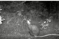 Felis silvestris