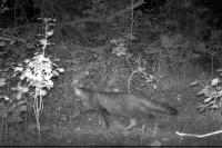 Felis silvestris