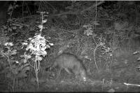 Felis silvestris