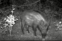 Sus scrofa