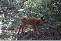 Capreolus capreolus