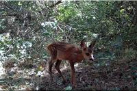 Capreolus capreolus