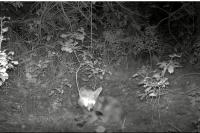 Vulpes vulpes