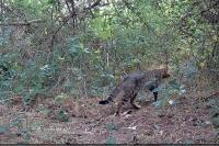 Felis silvestris