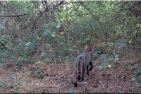 Felis silvestris